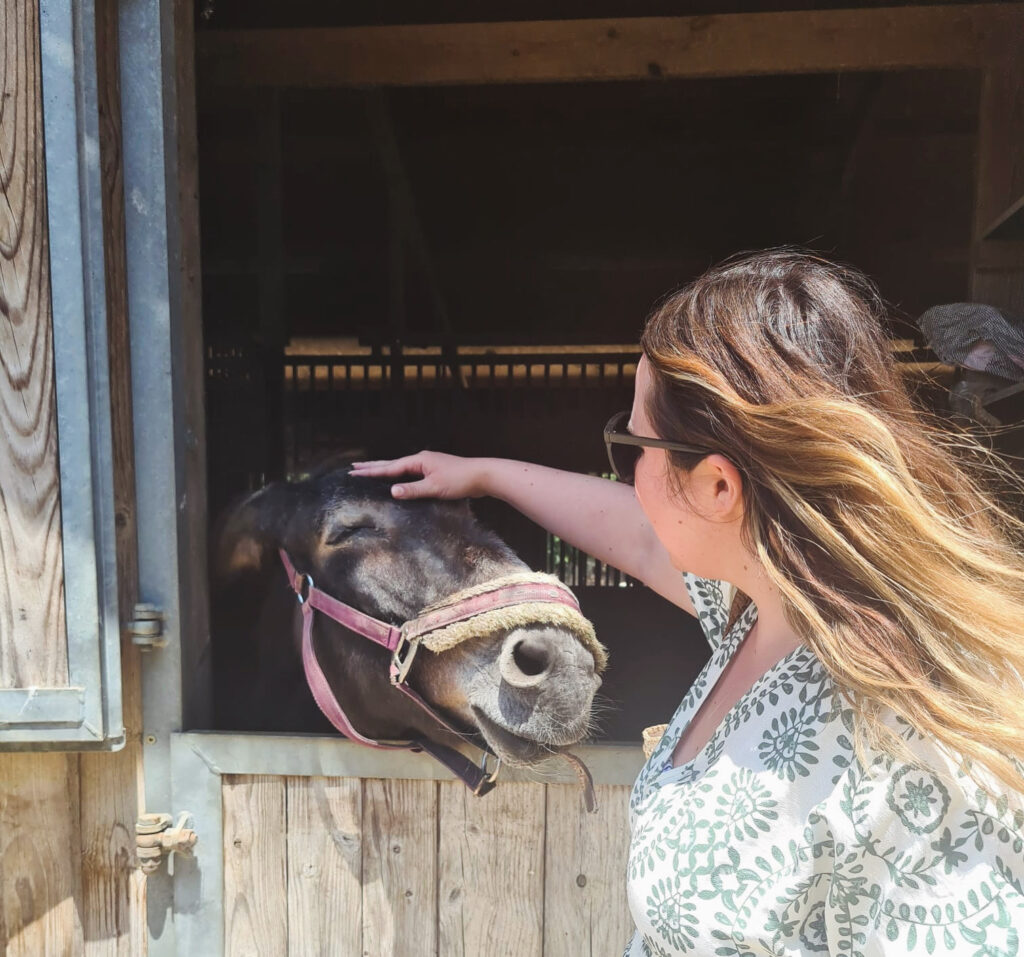 I'm gently petting a content-looking donkey leaning out of its wooden stable at Corfu Donkey Rescue. The donkey wears a pink halter and enjoys the affection with eyes closed. 