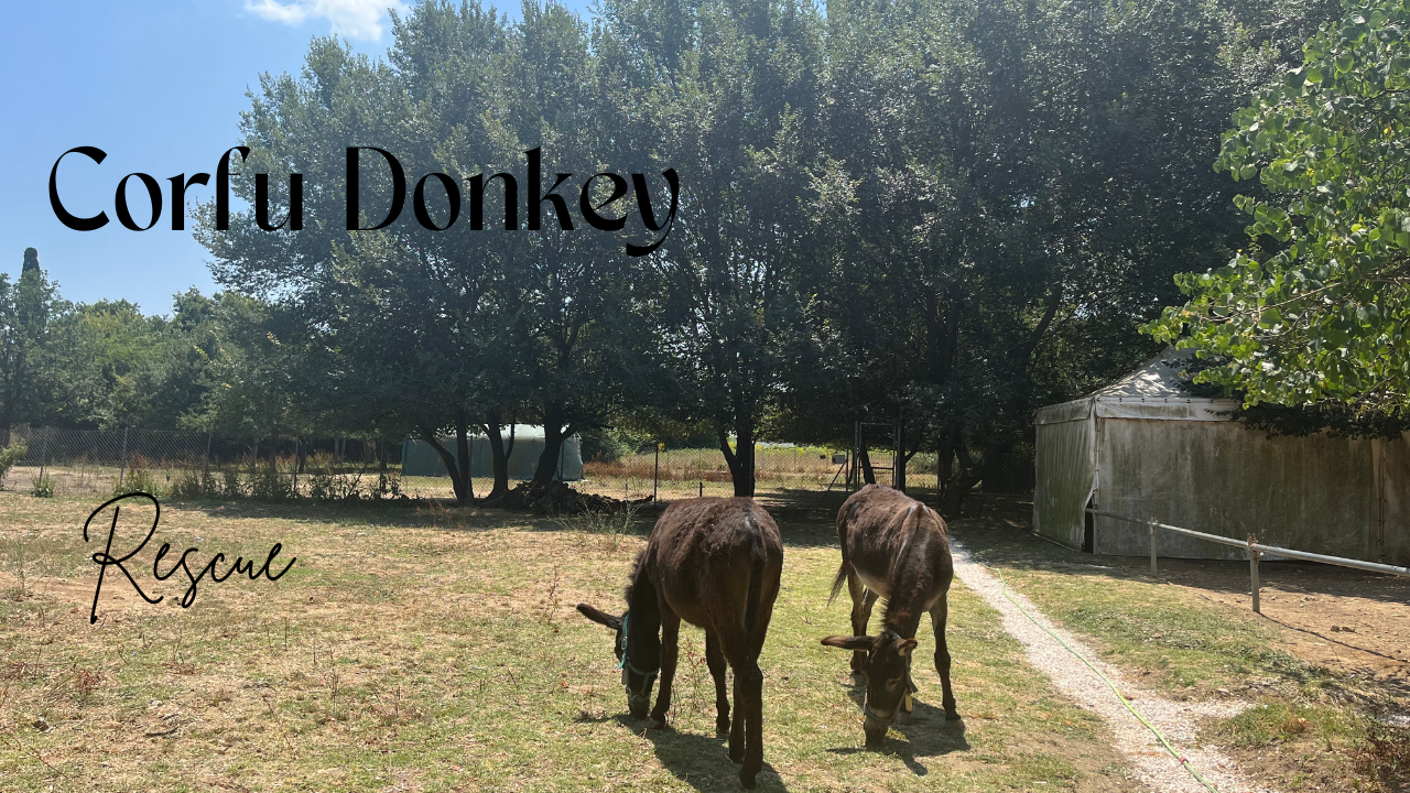 Two brown donkeys graze in a sunny, fenced field at Corfu Donkey Rescue, with tall trees providing shade and a white shelter building to the right. The text “Corfu Donkey Rescue” is overlaid on the image.